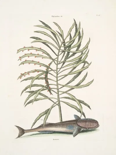 Phylanthos Remora The Sucking Fish