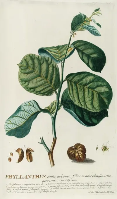 Phylianthus
