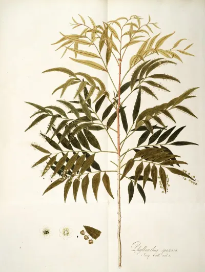Phyllanthus Speciosa