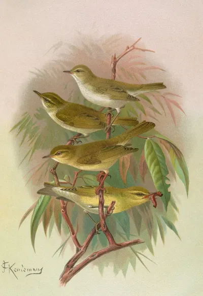 Phylloscopus Bonnellii Coronatus Trochilus Sibilator