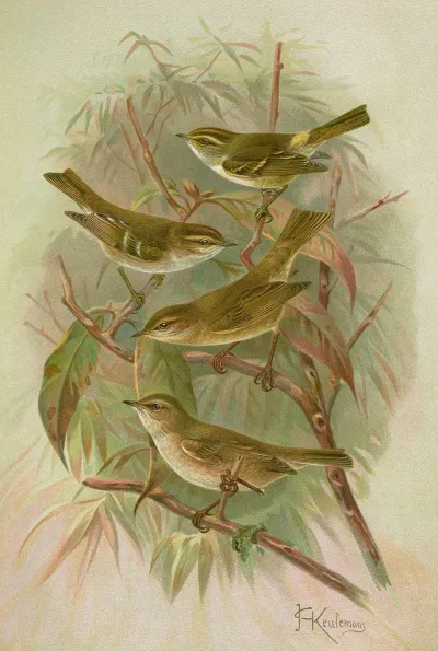 Phylloscopus Proregulus Superciliosus Rufus Tristis Blyth