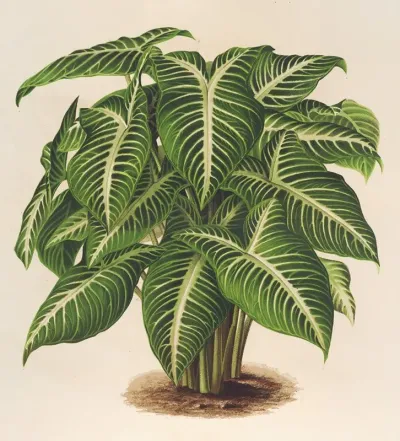 Phyllotoenium Lindeni