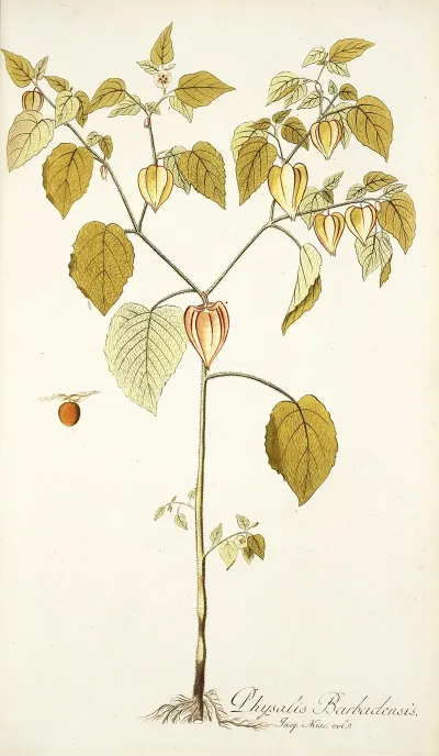 Physalis Barbadensis