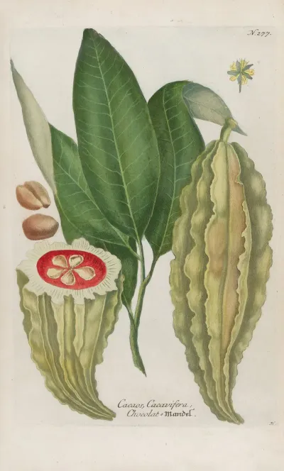 Phytanthoza Iconographia Pl 002