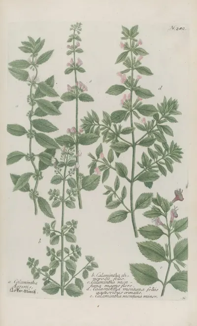 Phytanthoza Iconographia Pl 005