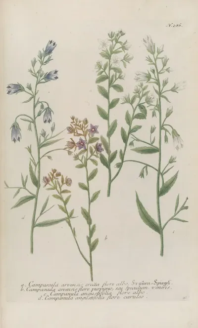 Phytanthoza Iconographia Pl 009