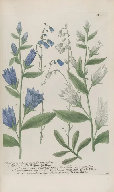 Phytanthoza Iconographia Pl 010