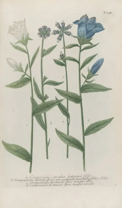 Phytanthoza Iconographia Pl 011