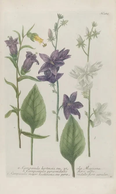 Phytanthoza Iconographia Pl 012