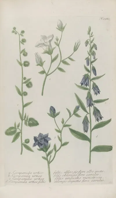 Phytanthoza Iconographia Pl 015