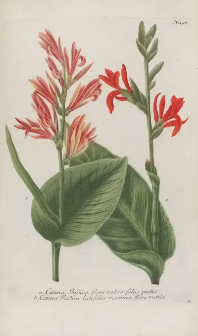 Phytanthoza Iconographia Pl 021