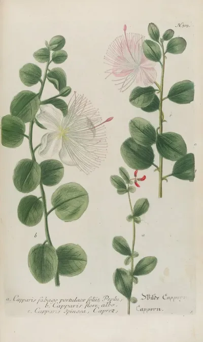 Phytanthoza Iconographia Pl 026
