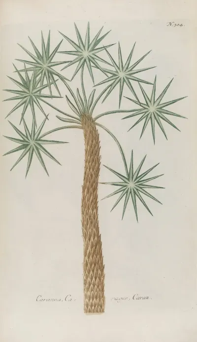 Phytanthoza Iconographia Pl 027