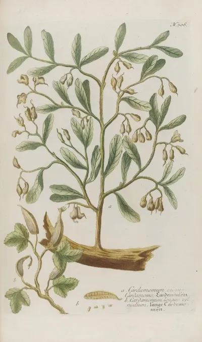 Phytanthoza Iconographia Pl 029