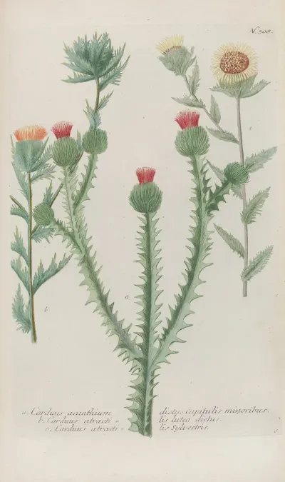 Phytanthoza Iconographia Pl 031