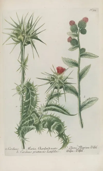 Phytanthoza Iconographia Pl 036