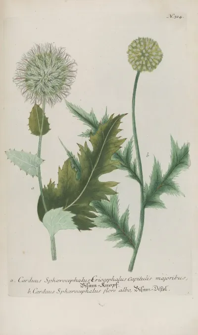 Phytanthoza Iconographia Pl 037