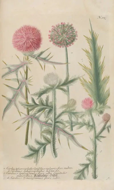 Phytanthoza Iconographia Pl 038
