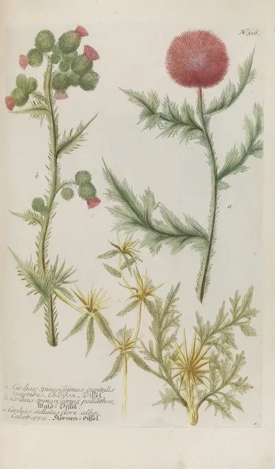 Phytanthoza Iconographia Pl 039