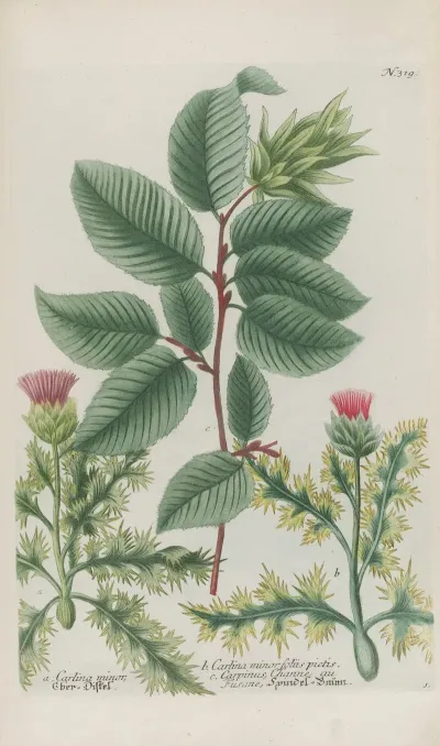 Phytanthoza Iconographia Pl 042