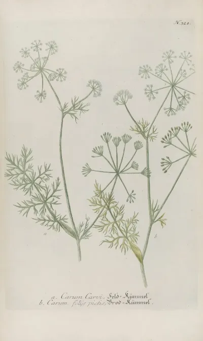 Phytanthoza Iconographia Pl 044