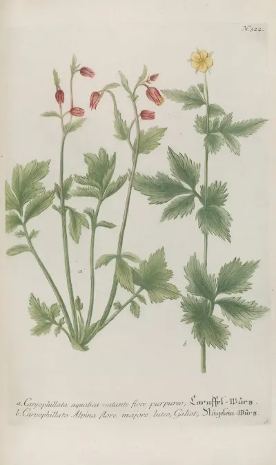 Phytanthoza Iconographia Pl 045