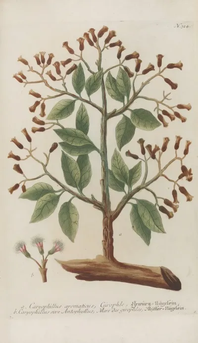 Phytanthoza Iconographia Pl 047
