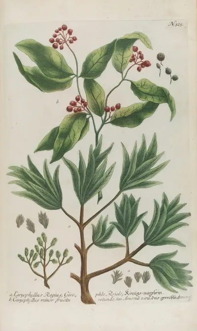 Phytanthoza Iconographia Pl 048