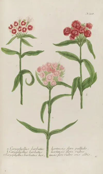 Phytanthoza Iconographia Pl 051