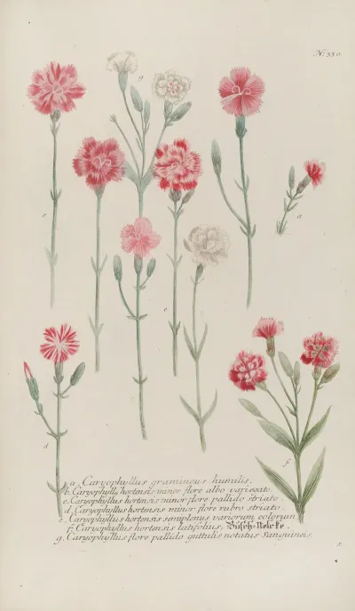 Phytanthoza Iconographia Pl 053