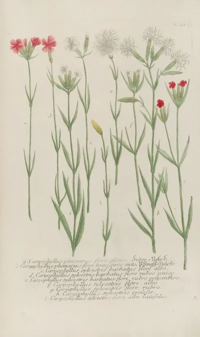 Phytanthoza Iconographia Pl 054