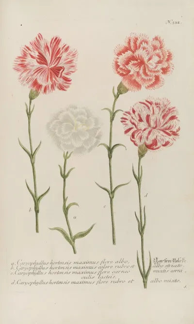Phytanthoza Iconographia Pl 055