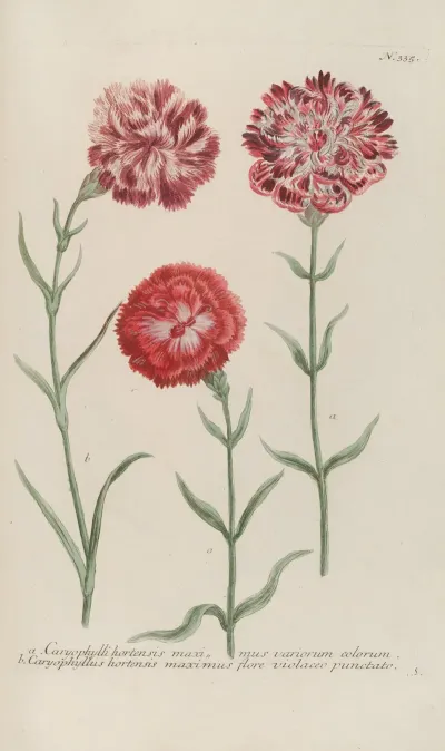 Phytanthoza Iconographia Pl 058