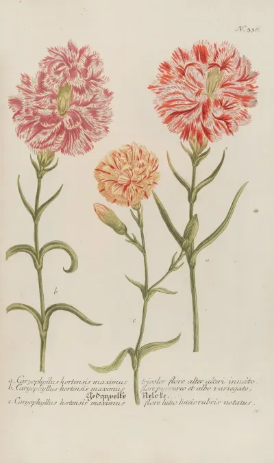 Phytanthoza Iconographia Pl 059