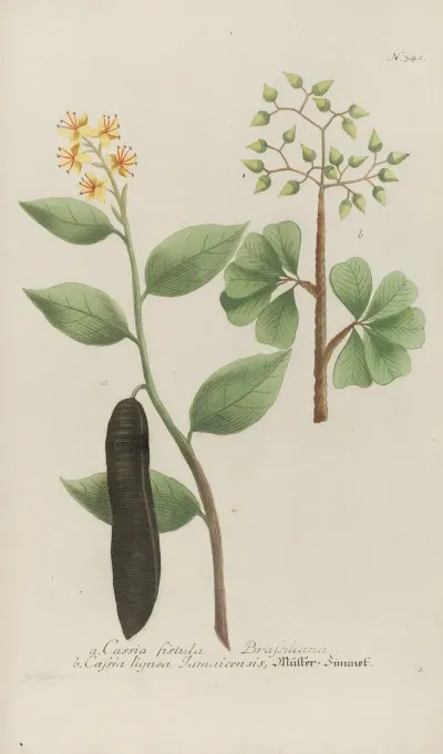 Phytanthoza Iconographia Pl 064