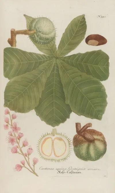 Phytanthoza Iconographia Pl 065