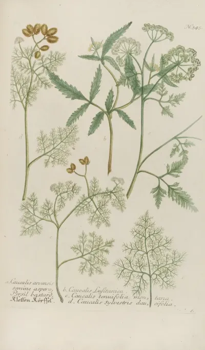 Phytanthoza Iconographia Pl 068