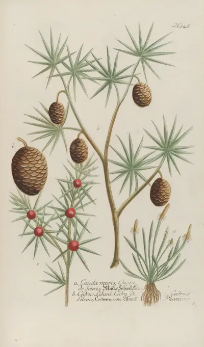 Phytanthoza Iconographia Pl 069