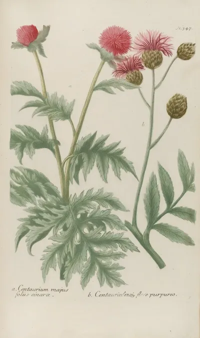 Phytanthoza Iconographia Pl 070
