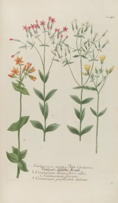Phytanthoza Iconographia Pl 071