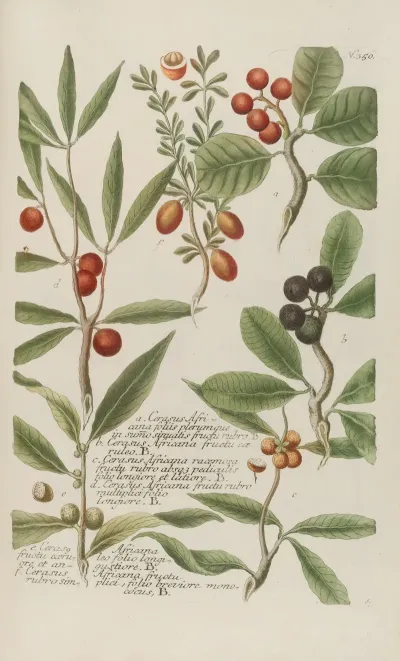 Phytanthoza Iconographia Pl 073