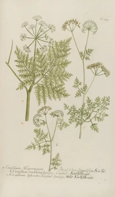 Phytanthoza Iconographia Pl 076