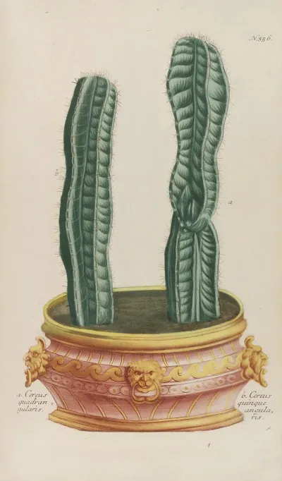 Phytanthoza Iconographia Pl 079