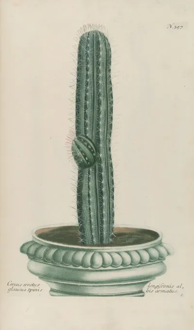 Phytanthoza Iconographia Pl 080