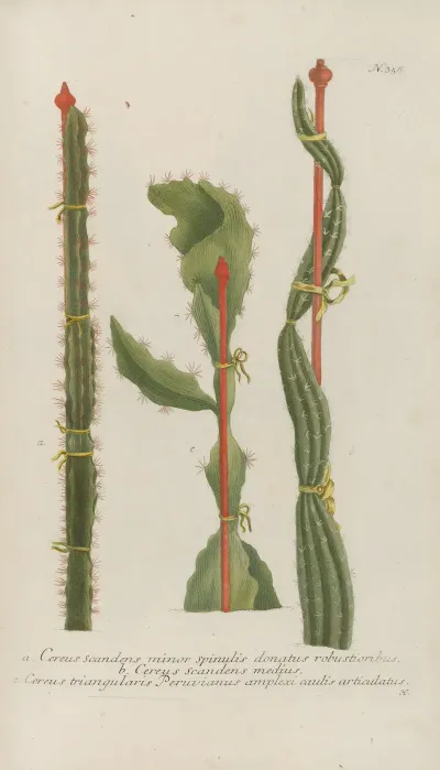 Phytanthoza Iconographia Pl 081