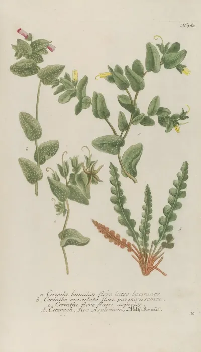 Phytanthoza Iconographia Pl 083