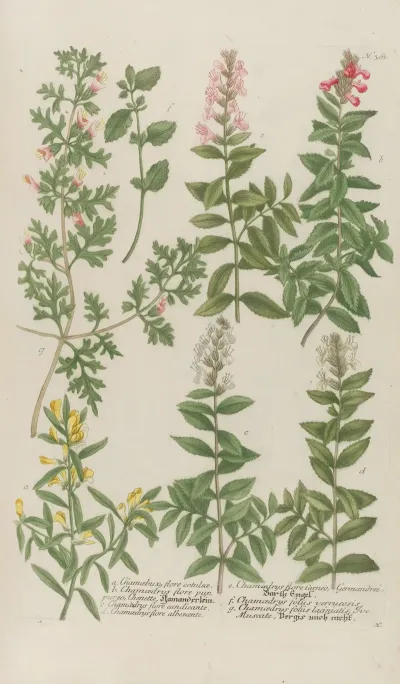 Phytanthoza Iconographia Pl 084