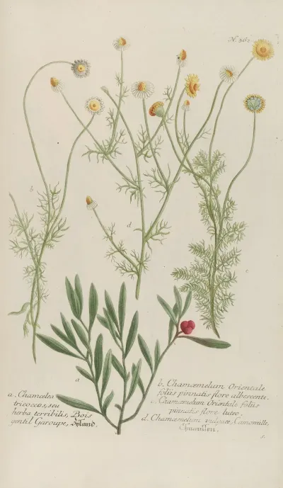 Phytanthoza Iconographia Pl 085