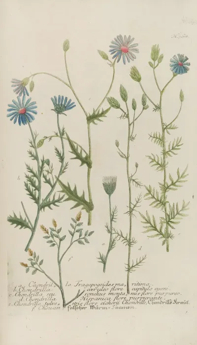 Phytanthoza Iconographia Pl 091