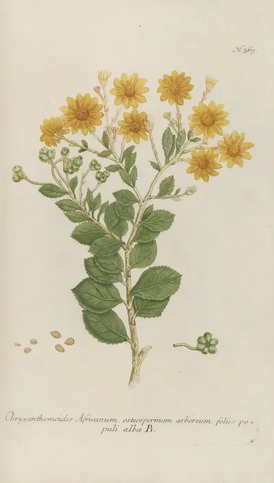 Phytanthoza Iconographia Pl 092